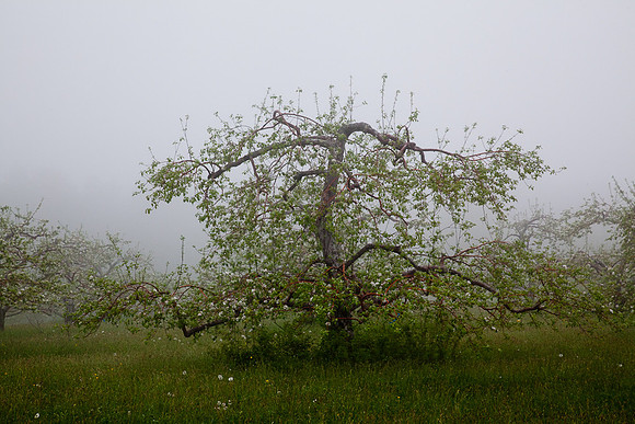 AppleOrchard-0042