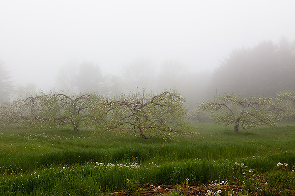 AppleOrchard-9943