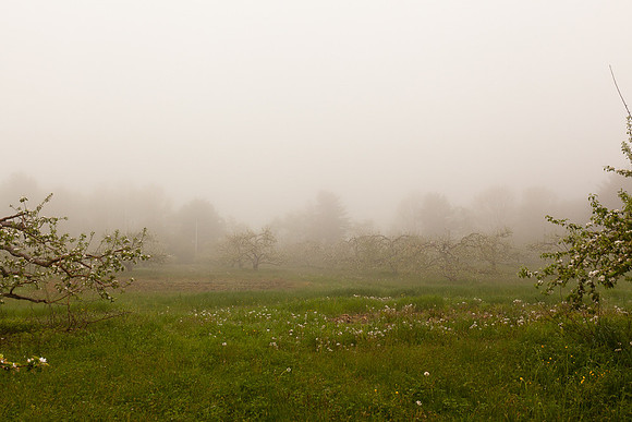 AppleOrchard-9974