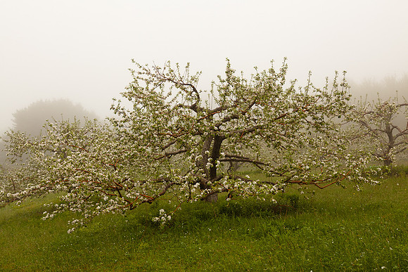 AppleOrchard-9951