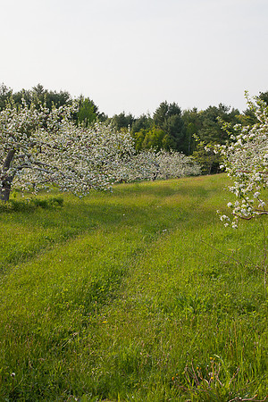 AppleOrchard-9864