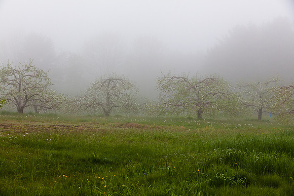 AppleOrchard-0022