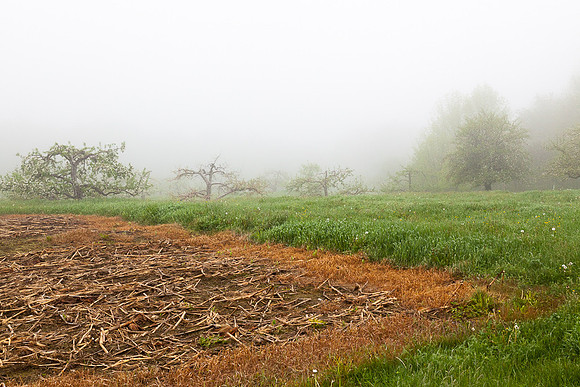 AppleOrchard-0045