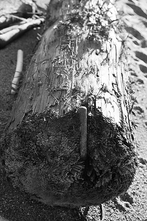 20130309ptreyes-0584
