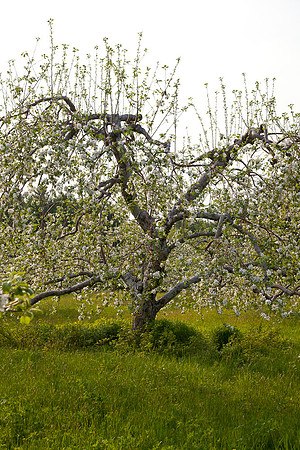 AppleOrchard-9906