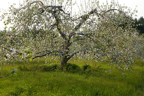 AppleOrchard-9909