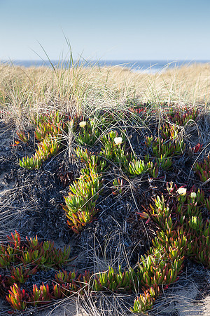 20130309ptreyes-0611