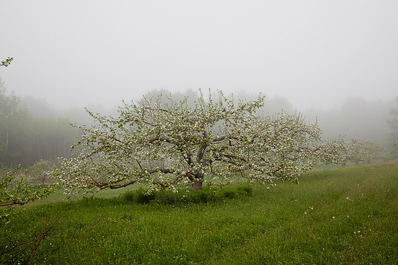 AppleOrchard-9929