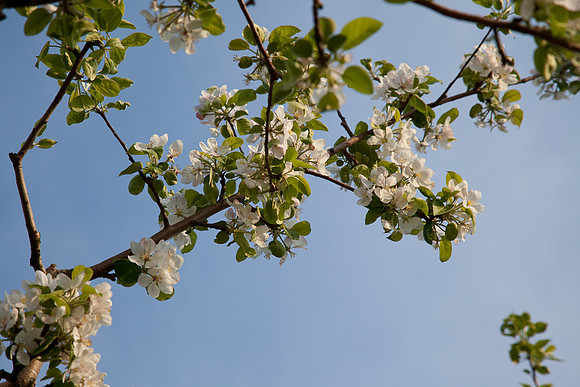 AppleOrchard-9856
