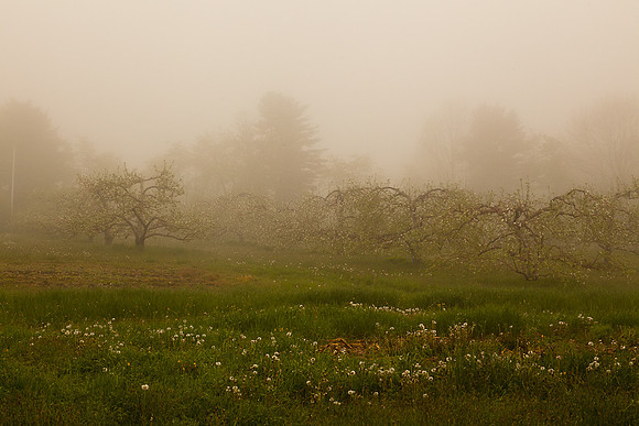 AppleOrchard-9939