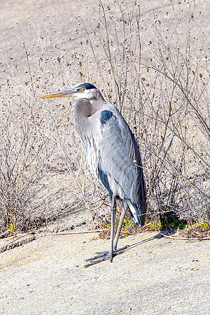 20250107_birds_lafayette_reservoir-6949
