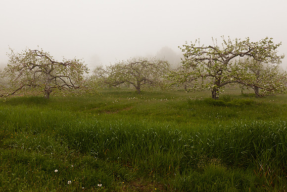 AppleOrchard-9999