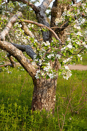 AppleOrchard-9922