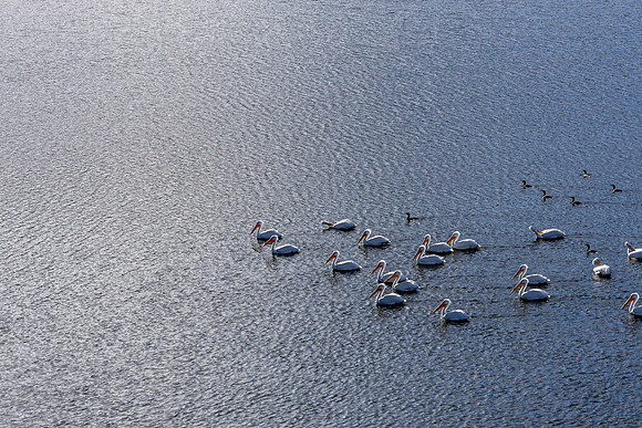 20250107_birds_lafayette_reservoir-6660-Enhanced-NR
