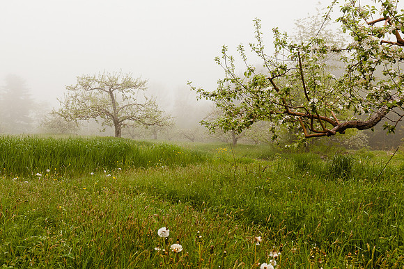 AppleOrchard-9995