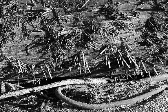 20130309ptreyes-0587