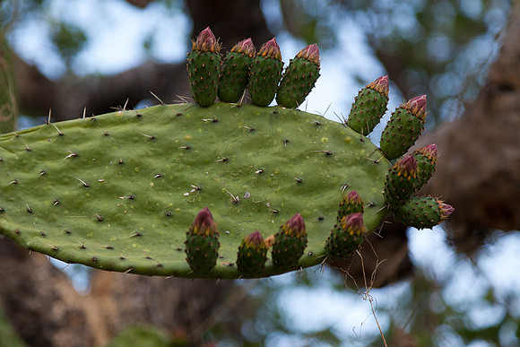 20120416_sanmiguel_1265