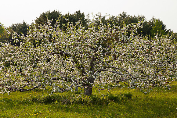AppleOrchard-9814