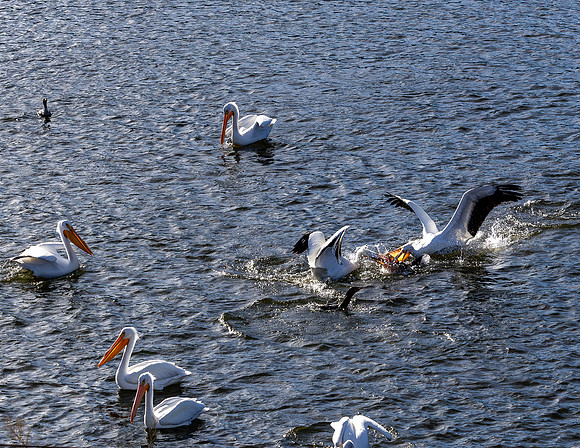 20250107_birds_lafayette_reservoir-6664-Enhanced-NR