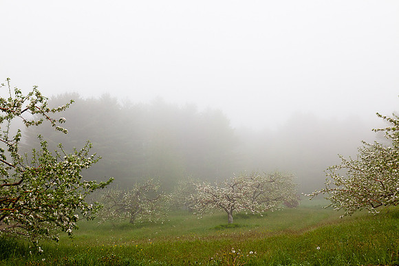 AppleOrchard-9944
