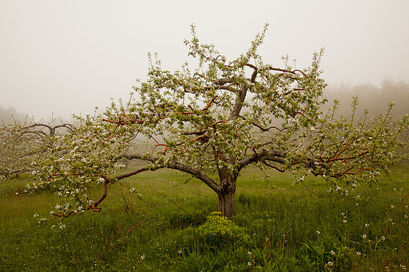 AppleOrchard-9932