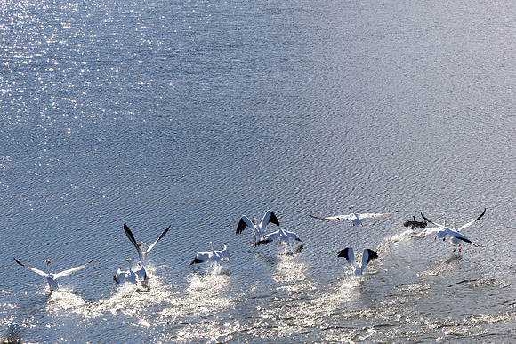 20250107_birds_lafayette_reservoir-6653