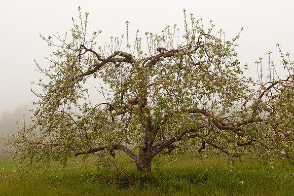 AppleOrchard-9963