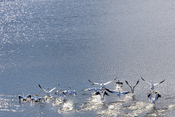 20250107_birds_lafayette_reservoir-6651