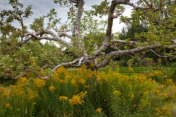 Maine2011-1236