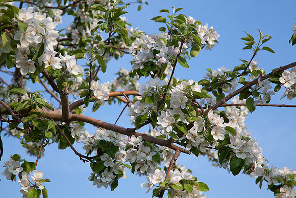 AppleOrchard-9843