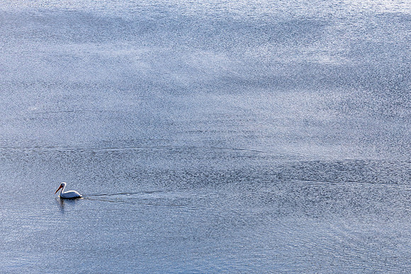 20250107_birds_lafayette_reservoir-7123-Enhanced-NR