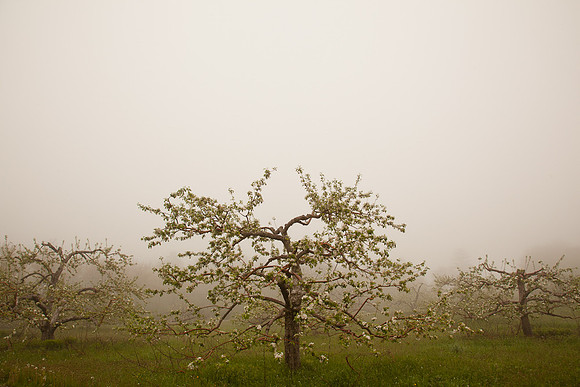 AppleOrchard-9947