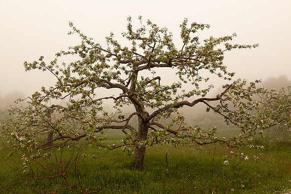 AppleOrchard-9938