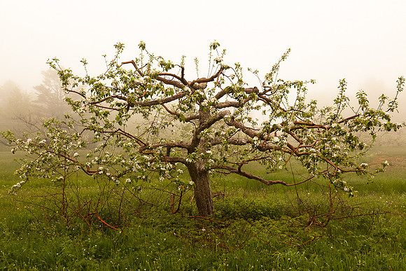 AppleOrchard-9941