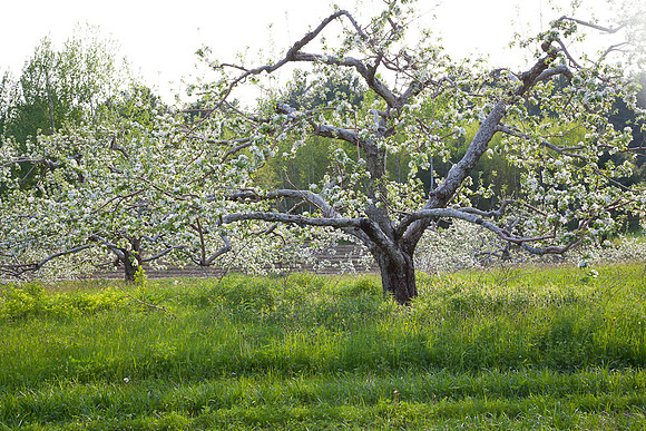 AppleOrchard-9919