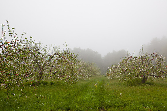 AppleOrchard-9964
