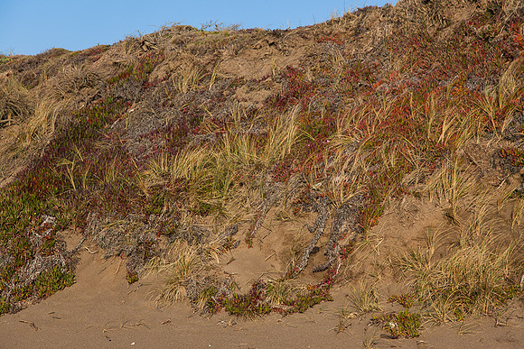 20130309ptreyes-0592