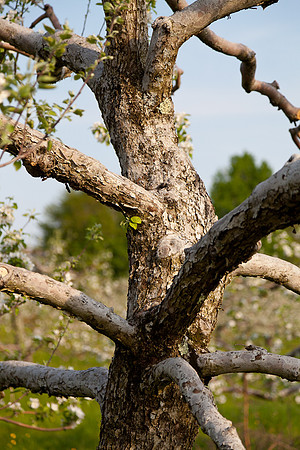 AppleOrchard-9852
